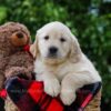 Image of Dorcas, a Golden Retriever puppy