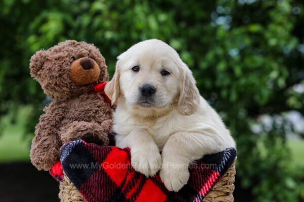 Image of Dorcas, a Golden Retriever puppy