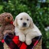 Image of Dorcas, a Golden Retriever puppy