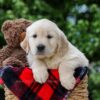 Image of Dorcas, a Golden Retriever puppy