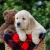 Image of Dorcas, a Golden Retriever puppy