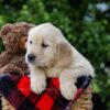 Image of Dorcas, a Golden Retriever puppy