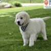 Image of Durango, a Golden Retriever puppy