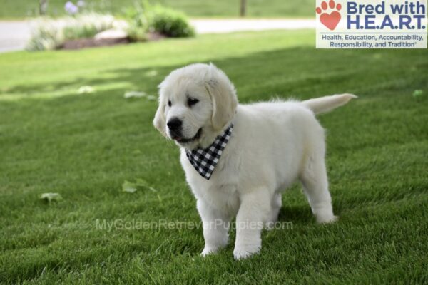 Image of Durango, a Golden Retriever puppy