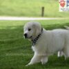 Image of Durango, a Golden Retriever puppy
