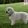 Image of Durango, a Golden Retriever puppy