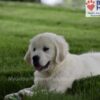 Image of Durango, a Golden Retriever puppy