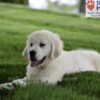 Image of Durango, a Golden Retriever puppy