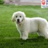 Image of Durango, a Golden Retriever puppy