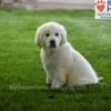 Image of Durango, a Golden Retriever puppy