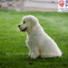 Image of Durango, a Golden Retriever puppy