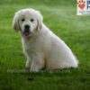 Image of Durango, a Golden Retriever puppy