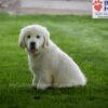 Image of Durango, a Golden Retriever puppy