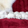 Image of Creams 🤍 July 18, a Golden Retriever puppy
