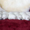 Image of Creams 🤍 July 18, a Golden Retriever puppy