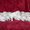 Image of Creams 🤍 July 18, a Golden Retriever puppy
