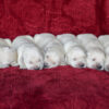 Image of Creams 🤍 July 18, a Golden Retriever puppy