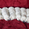 Image of Creams 🤍 July 18, a Golden Retriever puppy