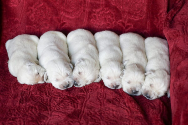 Image of Creams 🤍 July 18, a Golden Retriever puppy