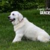 Image of Creams 🤍 July 18, a Golden Retriever puppy