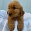 Image of Sadie, a Golden Retriever puppy