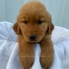 Image of Sadie, a Golden Retriever puppy