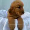 Image of Sadie, a Golden Retriever puppy