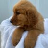 Image of Sadie, a Golden Retriever puppy
