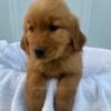 Image of Sadie, a Golden Retriever puppy
