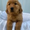 Image of Sadie, a Golden Retriever puppy
