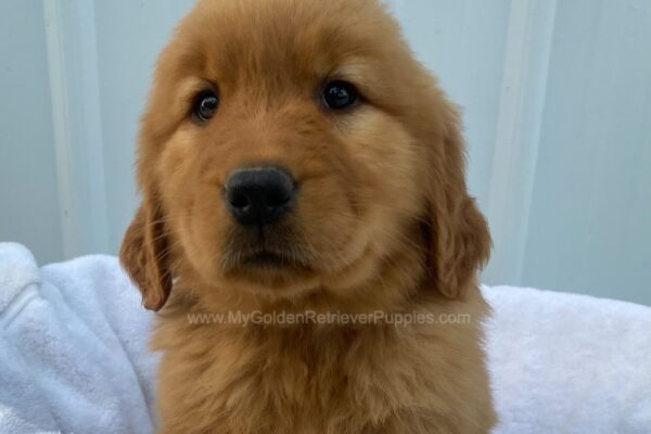 Image of Sadie, a Golden Retriever puppy