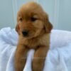 Image of Sadie, a Golden Retriever puppy