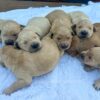 Image of Medium Golden - June 17, a Golden Retriever puppy