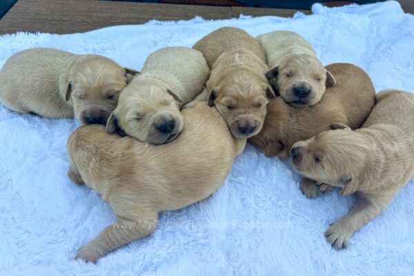 Image of Medium Golden - June 17, a Golden Retriever puppy