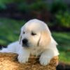 Image of Jackson, a Golden Retriever puppy