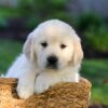 Image of Jackson, a Golden Retriever puppy