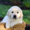 Image of Jackson, a Golden Retriever puppy