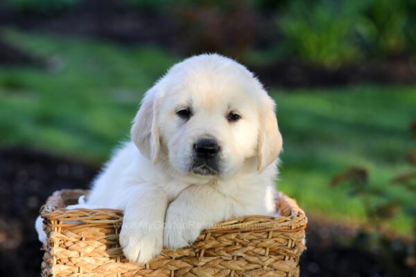 Image of Jackson, a Golden Retriever puppy
