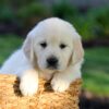 Image of Jackson, a Golden Retriever puppy