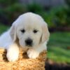 Image of Jackson, a Golden Retriever puppy