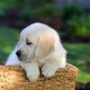 Image of Jackson, a Golden Retriever puppy