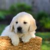 Image of Jackson, a Golden Retriever puppy