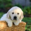 Image of Jackson, a Golden Retriever puppy