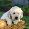 Image of Jackson, a Golden Retriever puppy