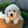 Image of Jake, a Golden Retriever puppy
