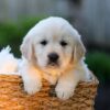 Image of Jake, a Golden Retriever puppy