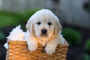 Image of Jake, a Golden Retriever puppy