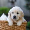 Image of Jake, a Golden Retriever puppy