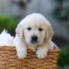 Image of Jake, a Golden Retriever puppy