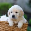 Image of Jake, a Golden Retriever puppy
